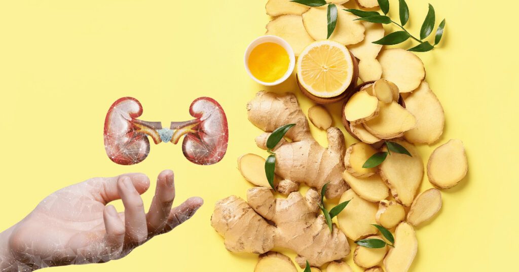 Ginger helps the kidneys